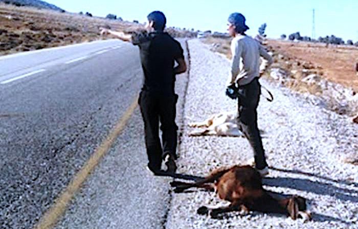 Click to enlarge Two guys two dead sheep