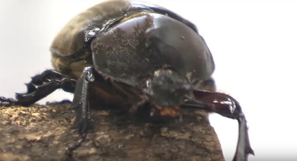 Hermaphrodite beetle