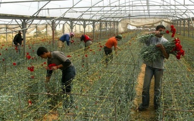 Gaza greenhouse roses