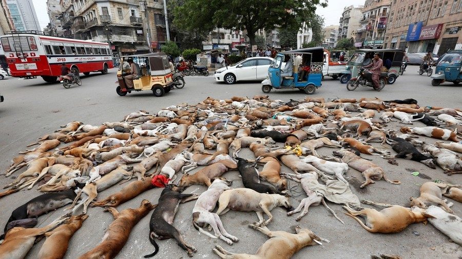 The carcasses of dead dogs Karachi 2016.