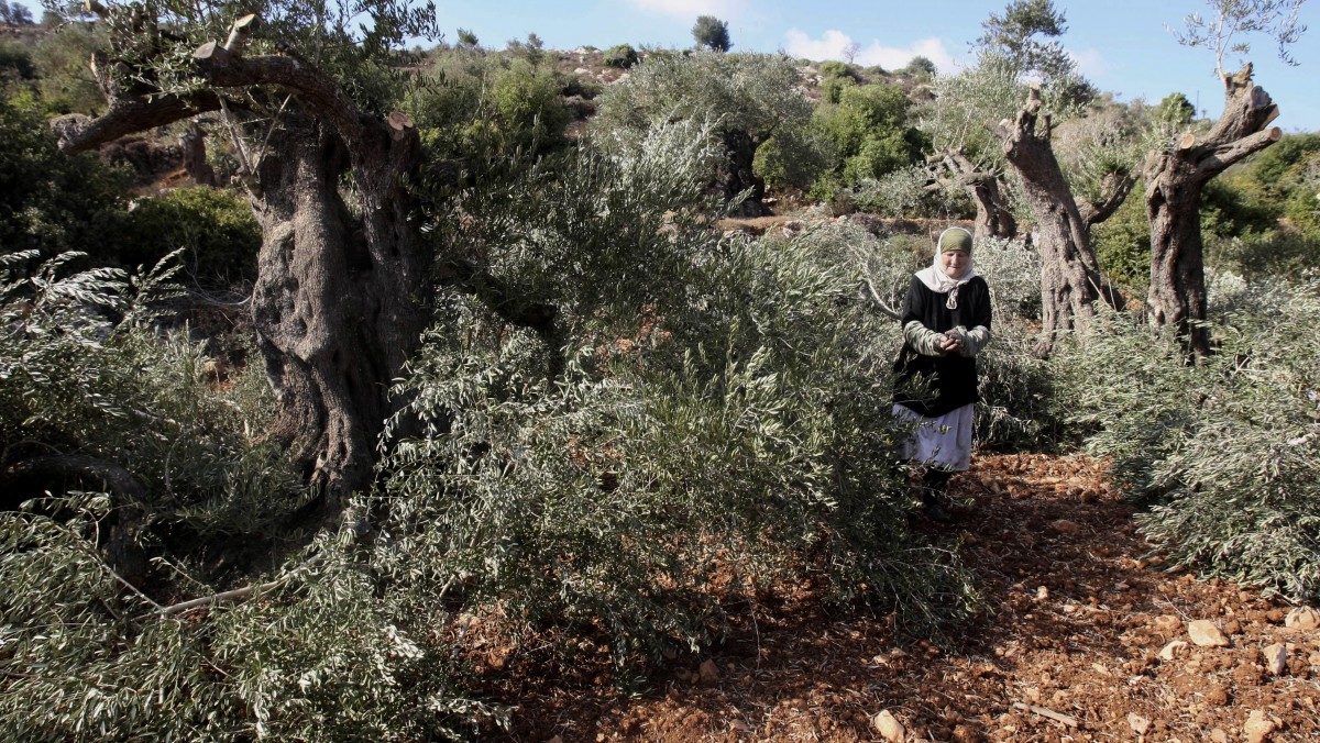 Click to enlarge olive trees destroyed israel
