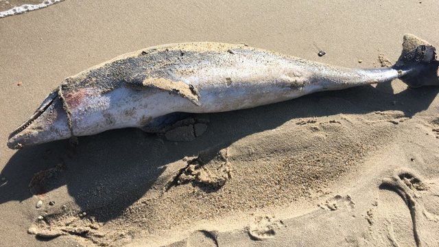 dead dolphin