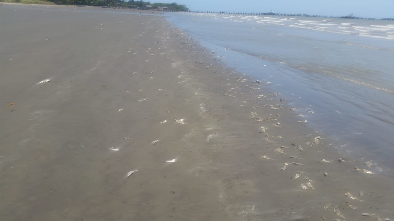 dead fish