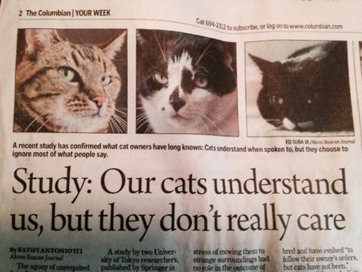 Click to enlarge Our cats understand us but they do not really care