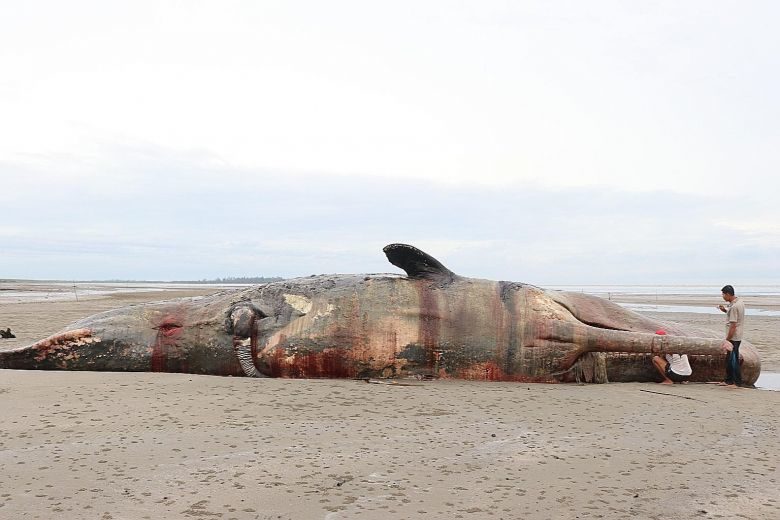 DEAD WHALE