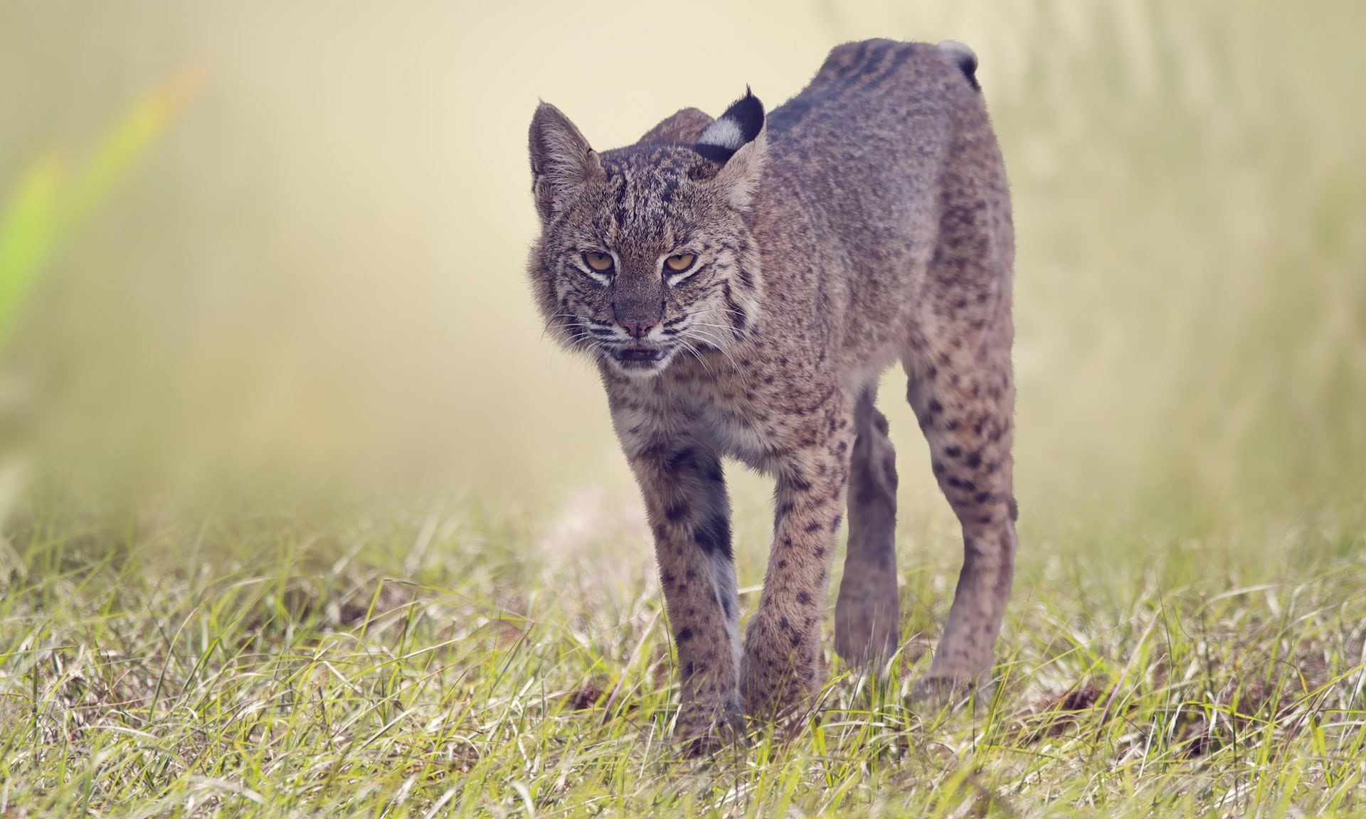 bobcat