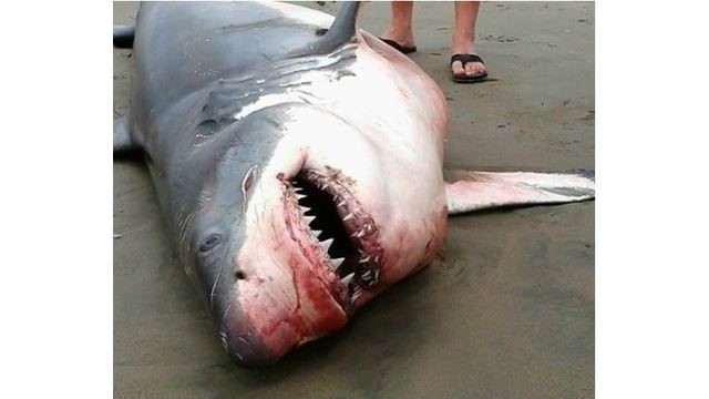 great white shark