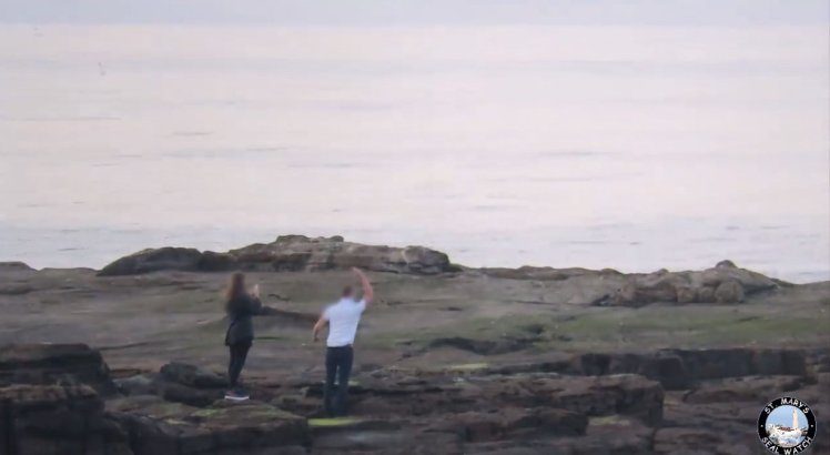 people throwing rocks at seals