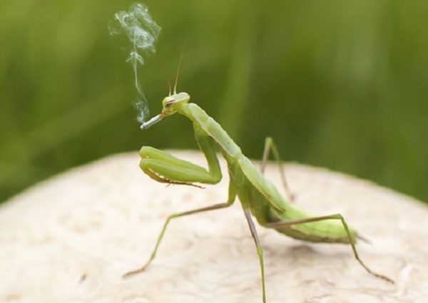 smoking mantis