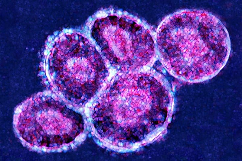 Click to enlarge Embryonic stem cells