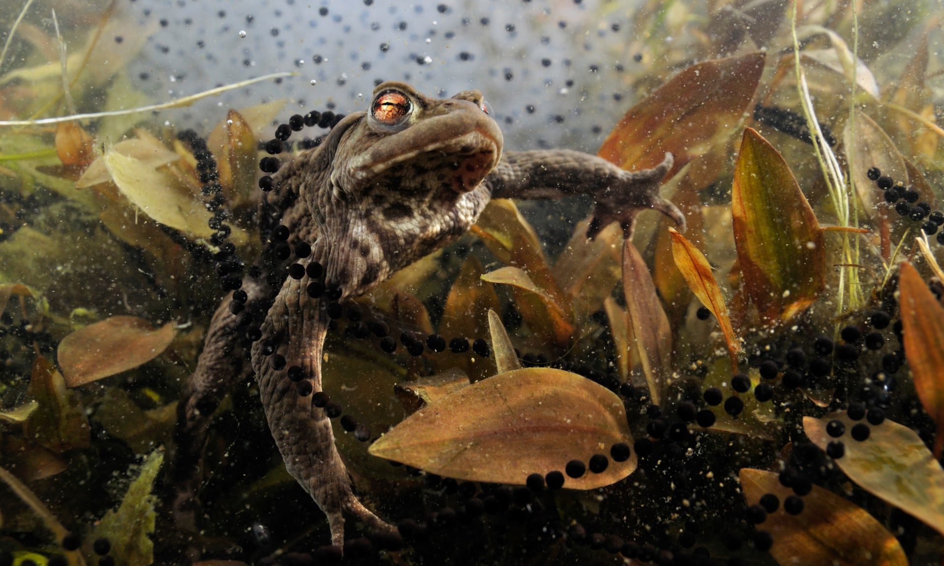 frog spawn