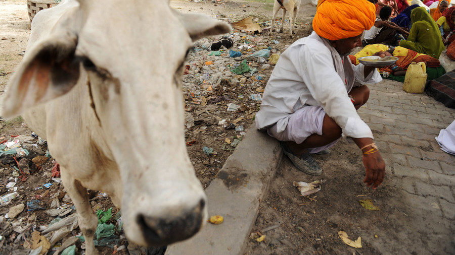 Click to enlarge cow India