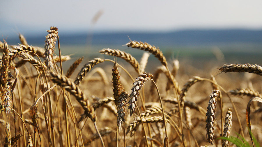 Crimea grain harvesting