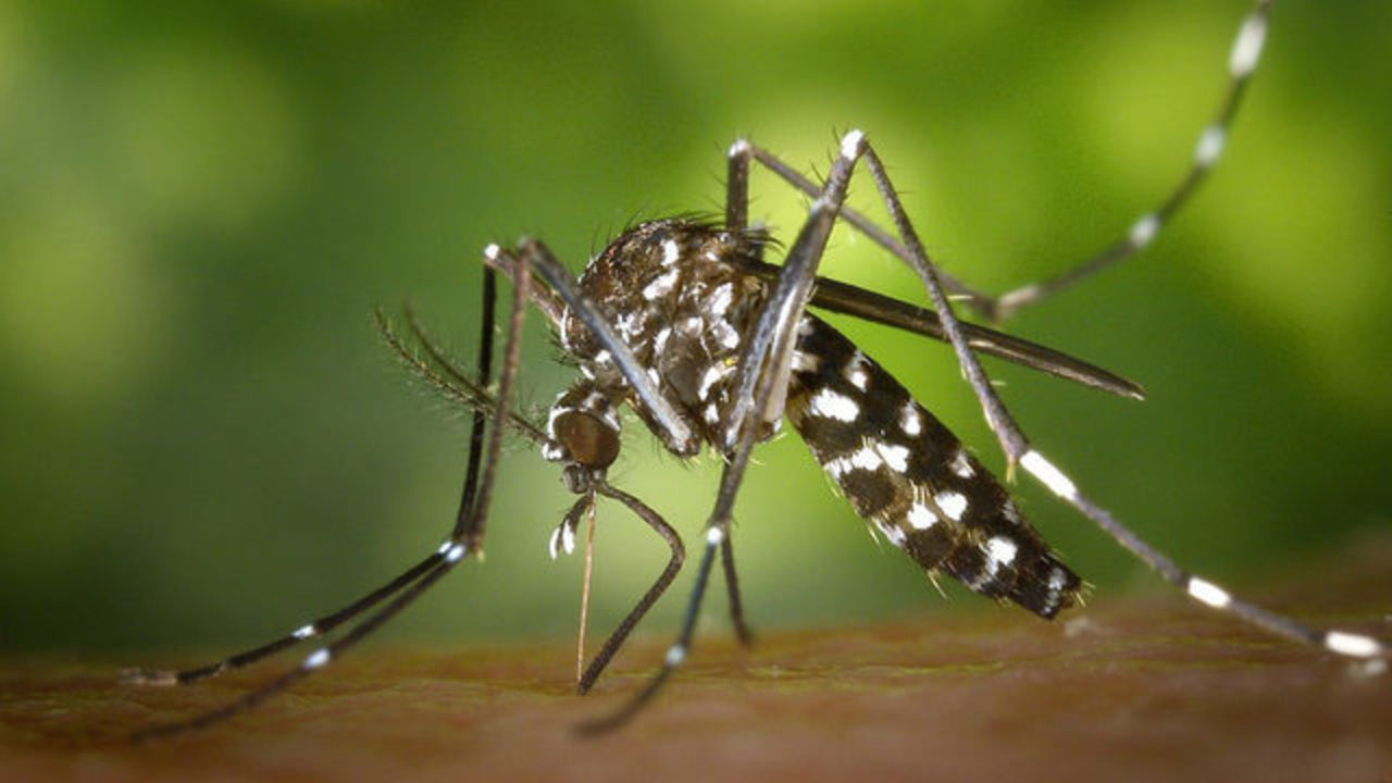 mosquito keystone virus