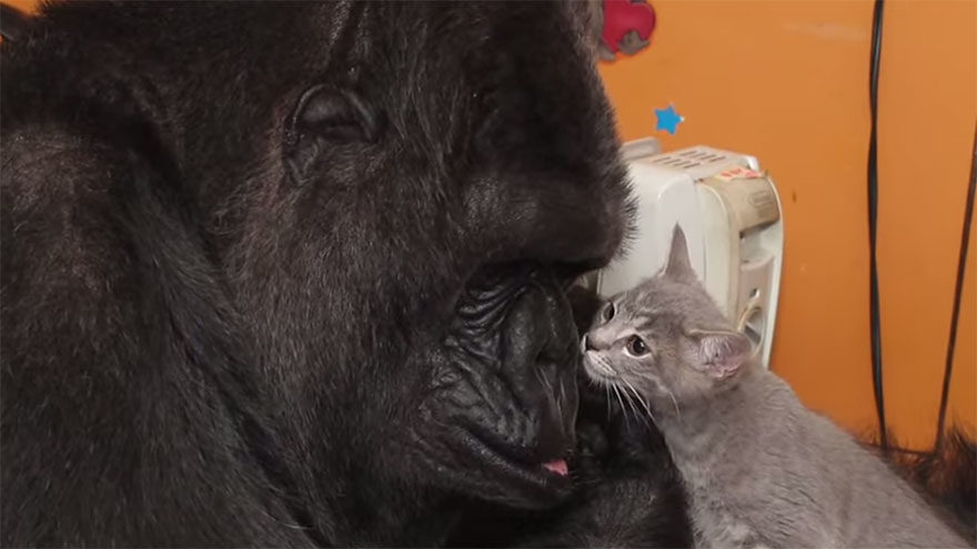Koko the gorilla