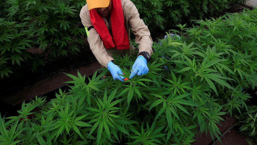 Cannabis