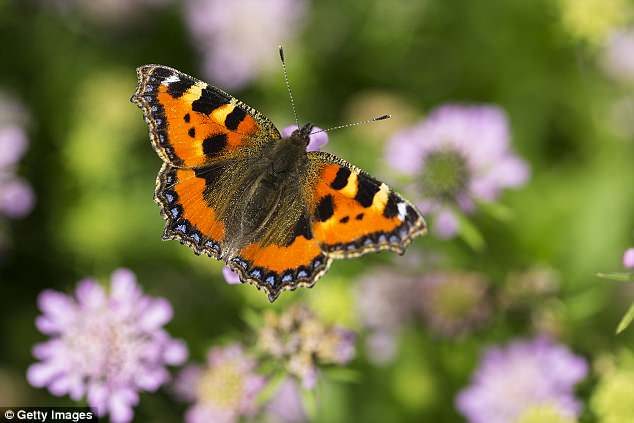 Click to enlarge Species in long-term decline on farmland include the gatekeeper, large skipper and small tortoiseshell (pictured).