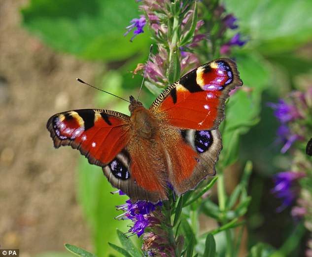 Click to enlarge Woodland species that are struggling include the brown argus, common blue, peacock (pictured)