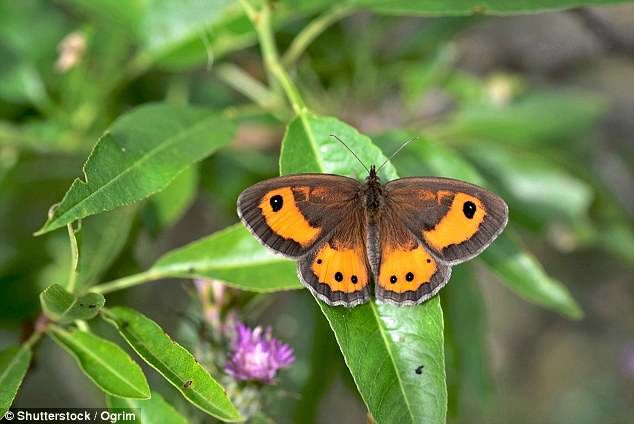 Click to enlarge Environmental charities claim that butterflies, like the iconic Gatekeeper butterfly (pictured)
