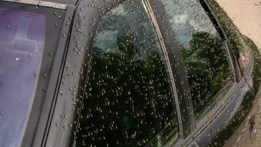 Click to enlarge mosquito russia
