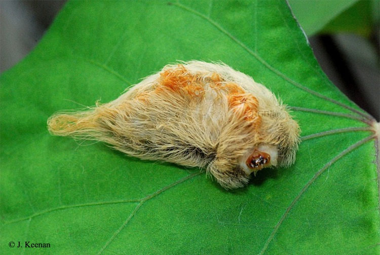 southern flannel moth caterpillar