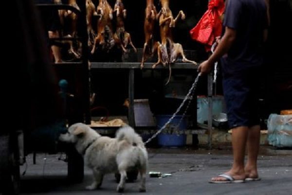 china dog meat festival