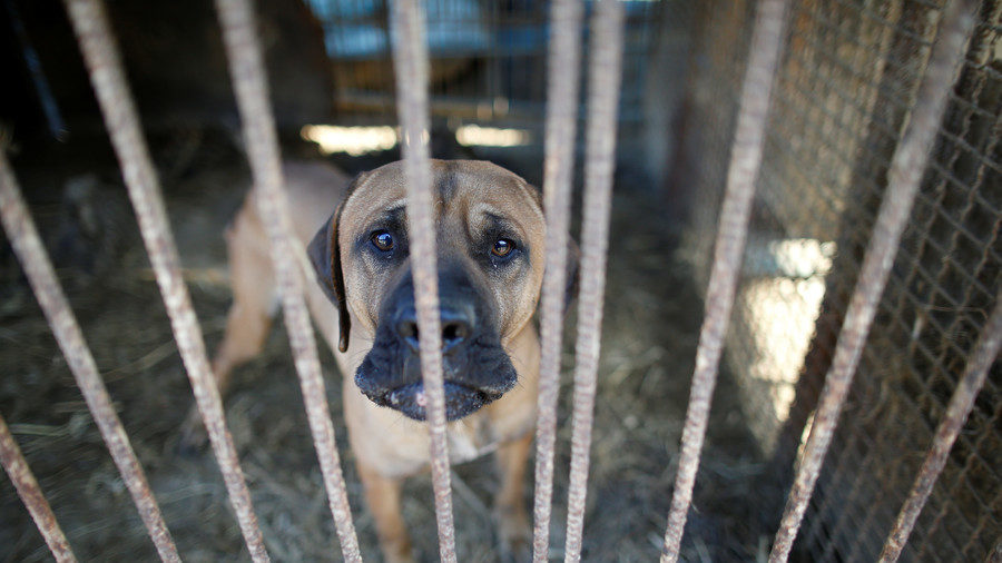 poor doggie south korea