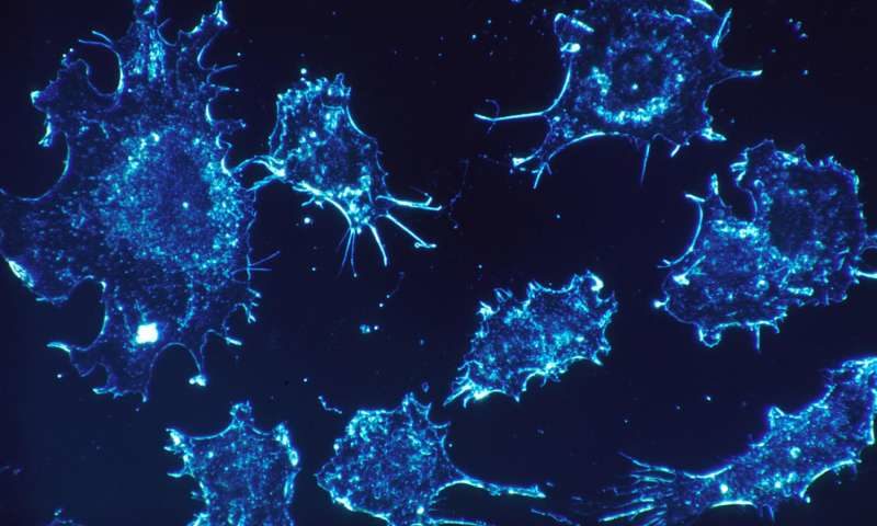 cancer cells