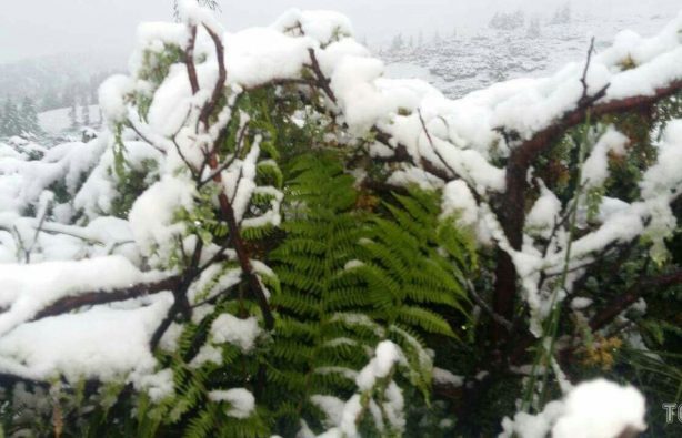 snow