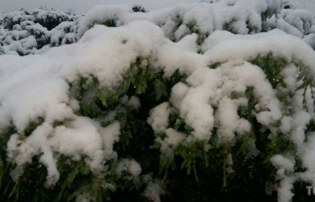 snow