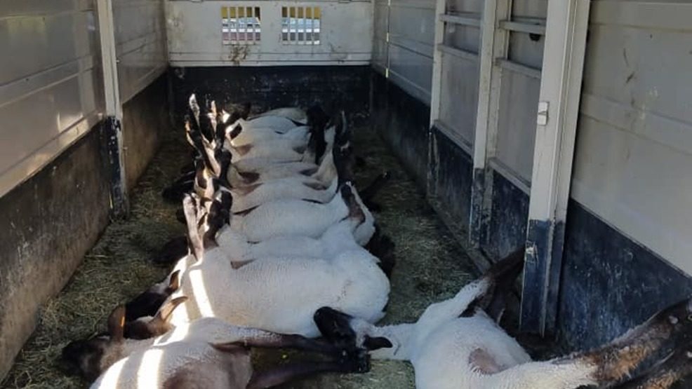 dead sheep