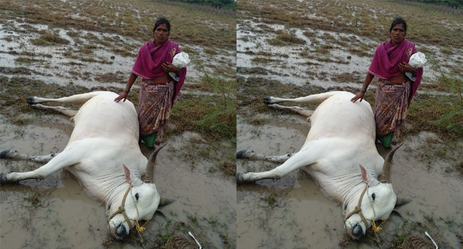 Lightning kills bull