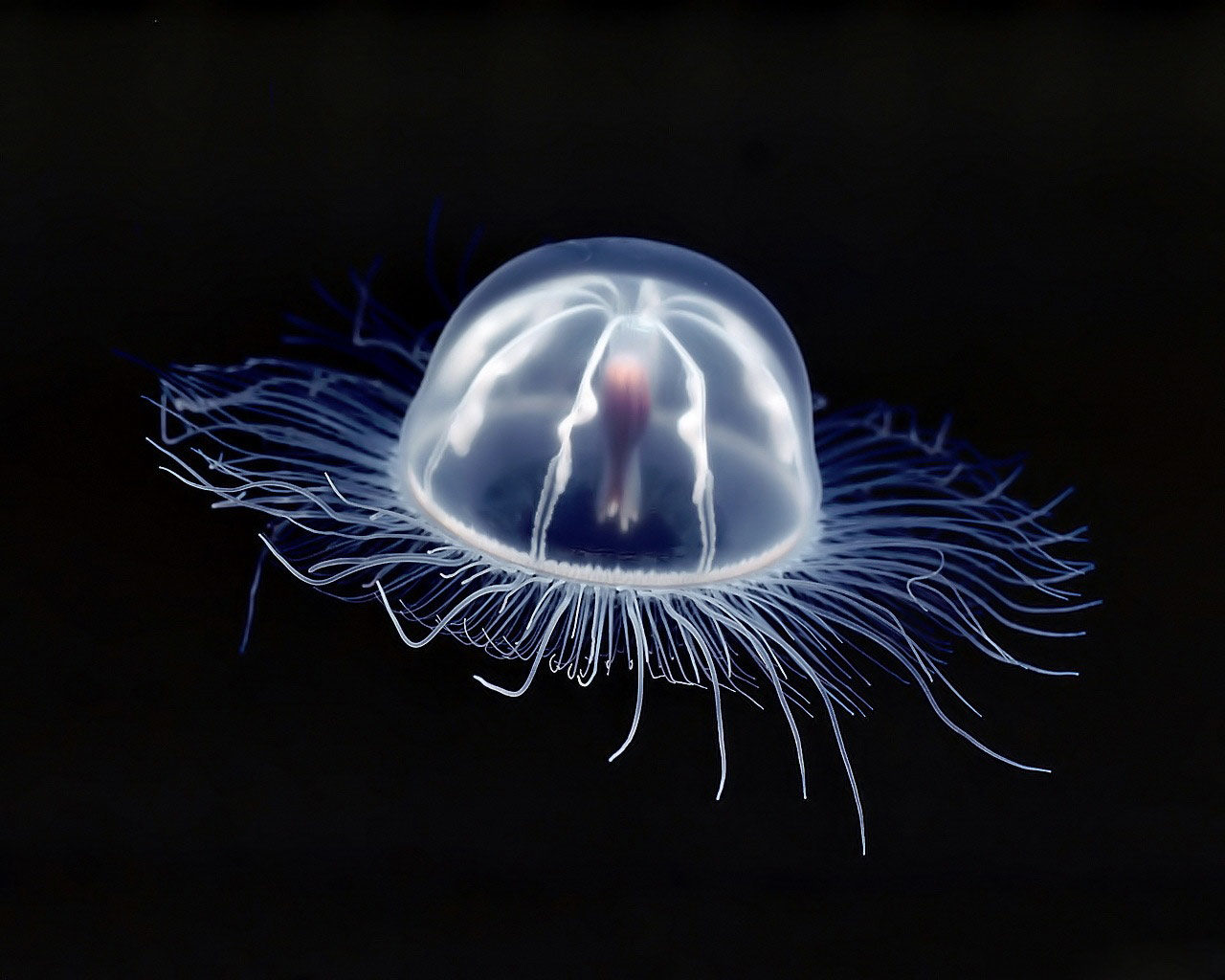 jellyfish