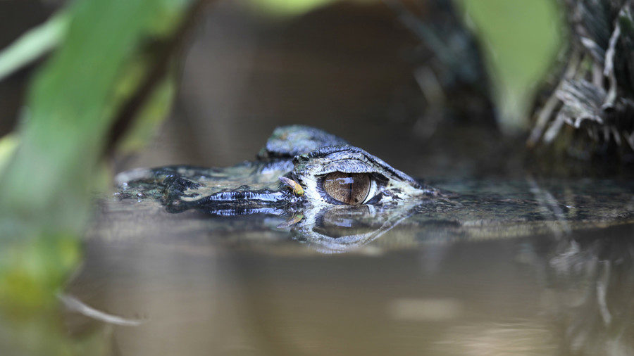 Click to enlarge Crocodile