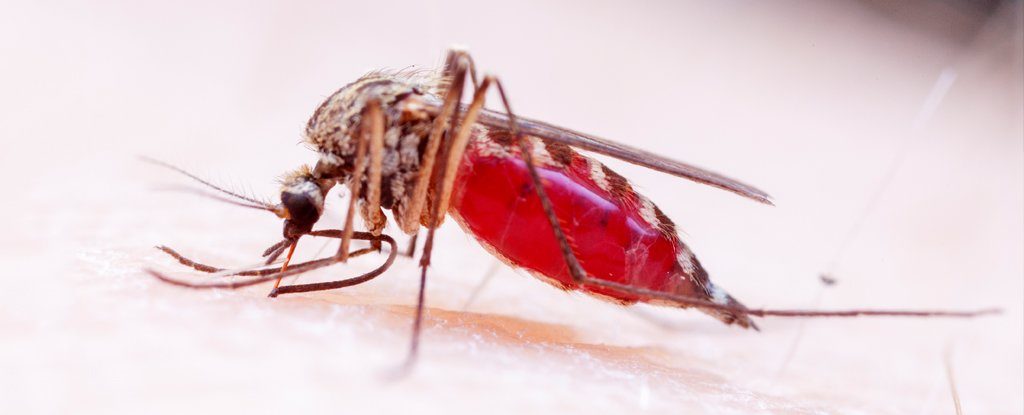 mosquito
