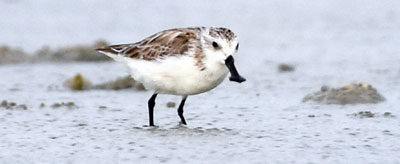 Click to enlarge The Spoon-billed Sandpiper at Vankalai Sanctuary.