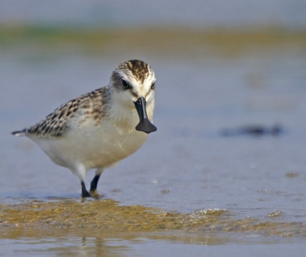A spoon-billed sandpiper