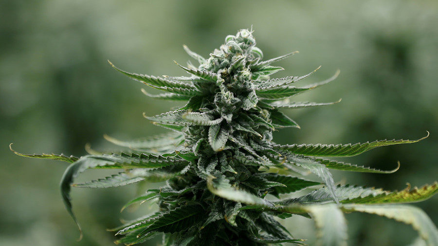 A flowering cannabis plant