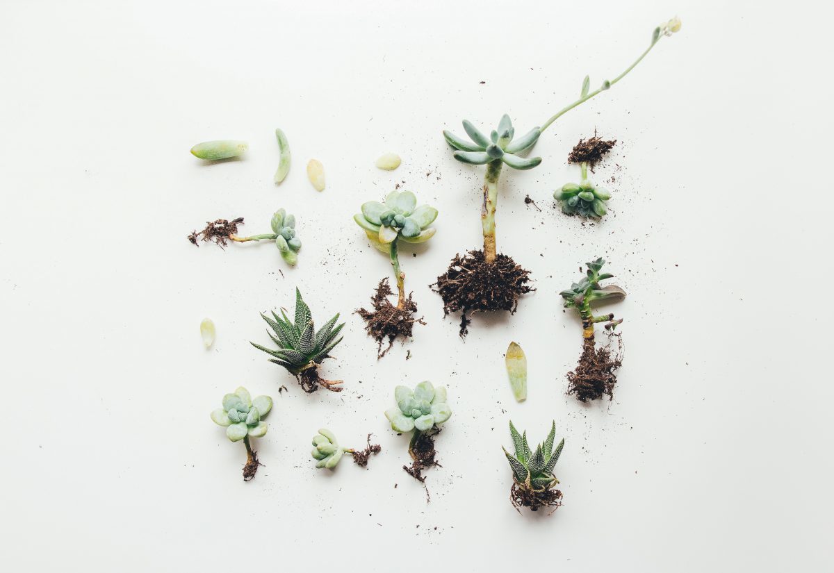 plants and roots