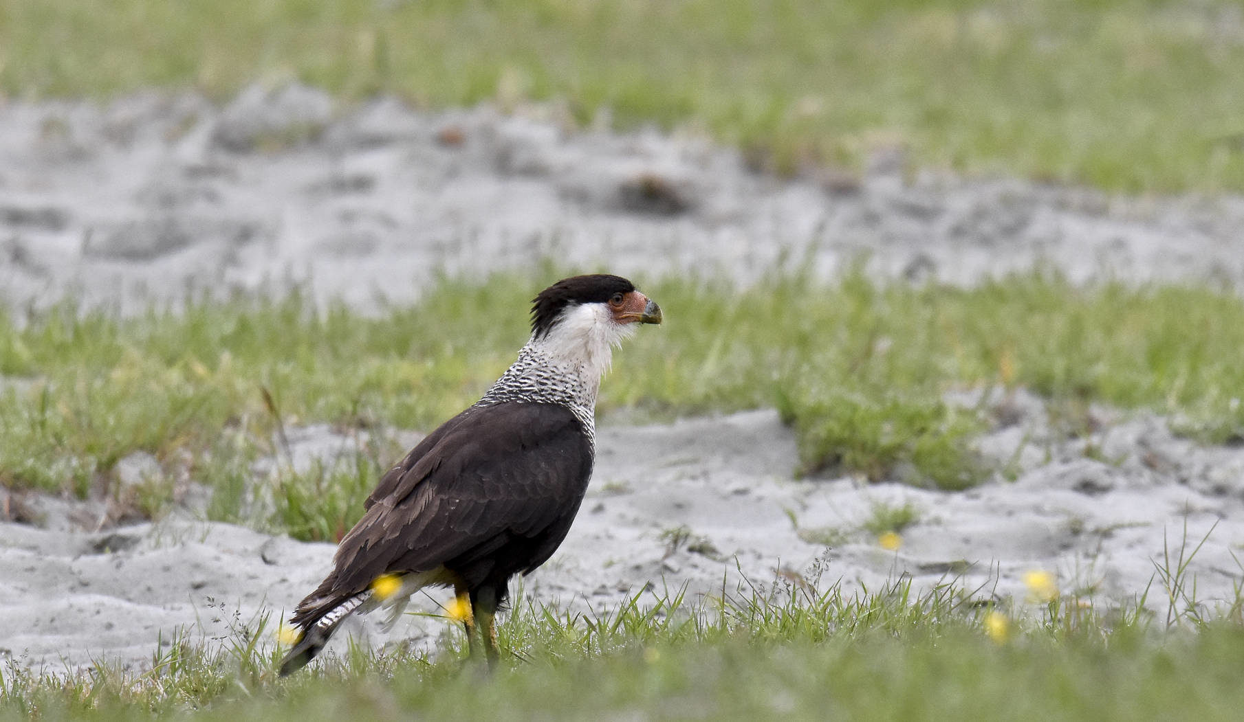 The Northern Crested Caracara was spotted many times hunting in a field up on Hammer Road