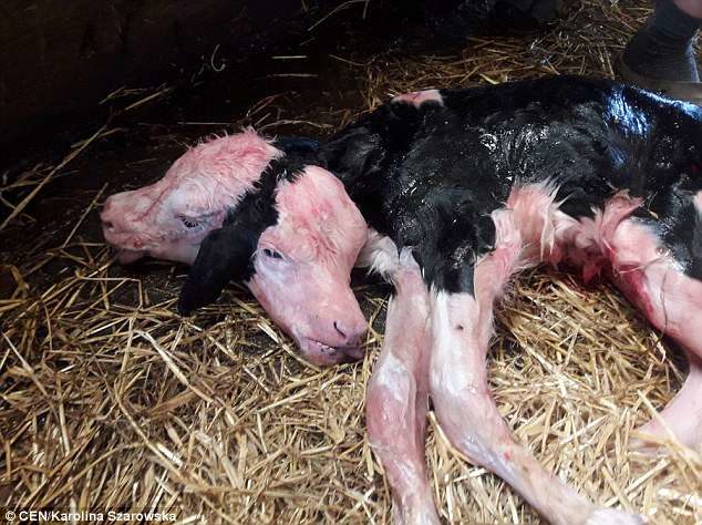 A two-headed baby calf was born in the village of Kowalewo Pomorskie in Poland