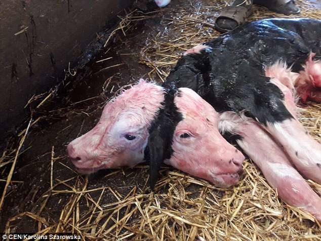 Click to enlarge Not long after however, the mutant died although the mother survived the birth