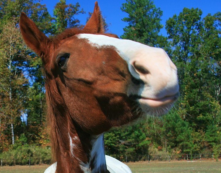 happy horse