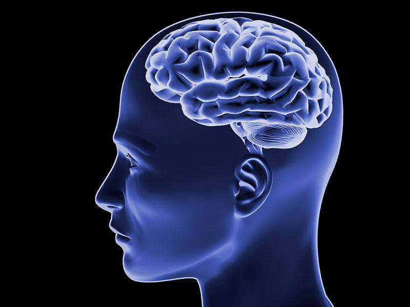 brain