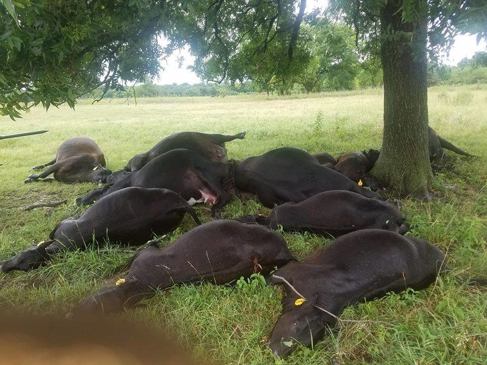 cattle killed in a lightning strike