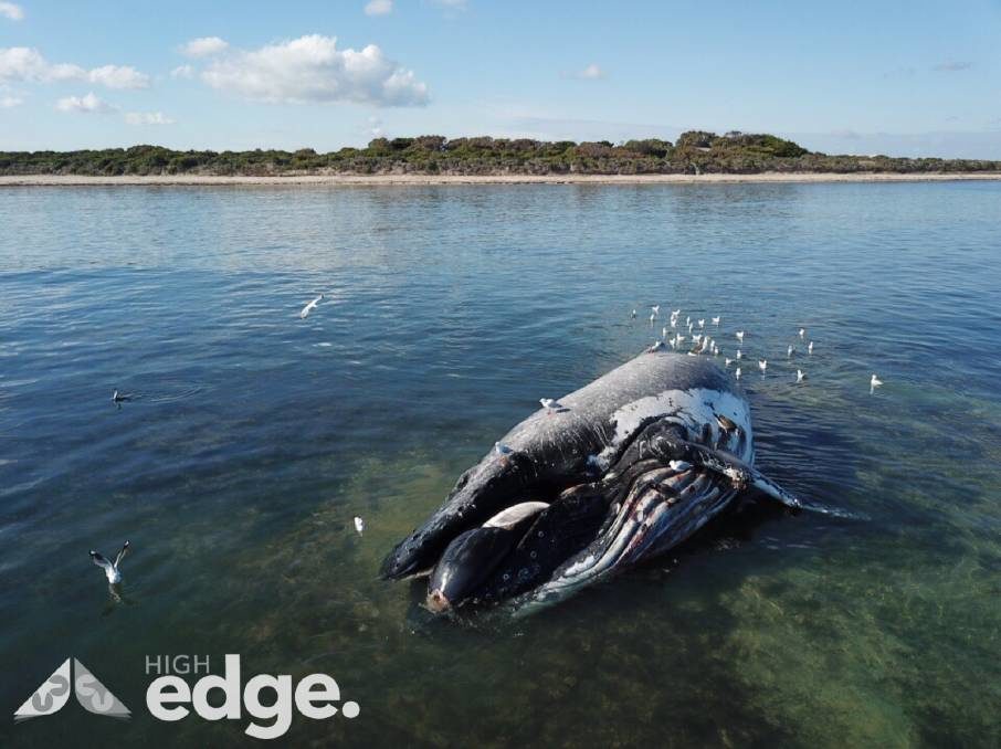 A Humpback Whale has washed up at Boatswain Point and has died on a reef about a 200m from the shore.