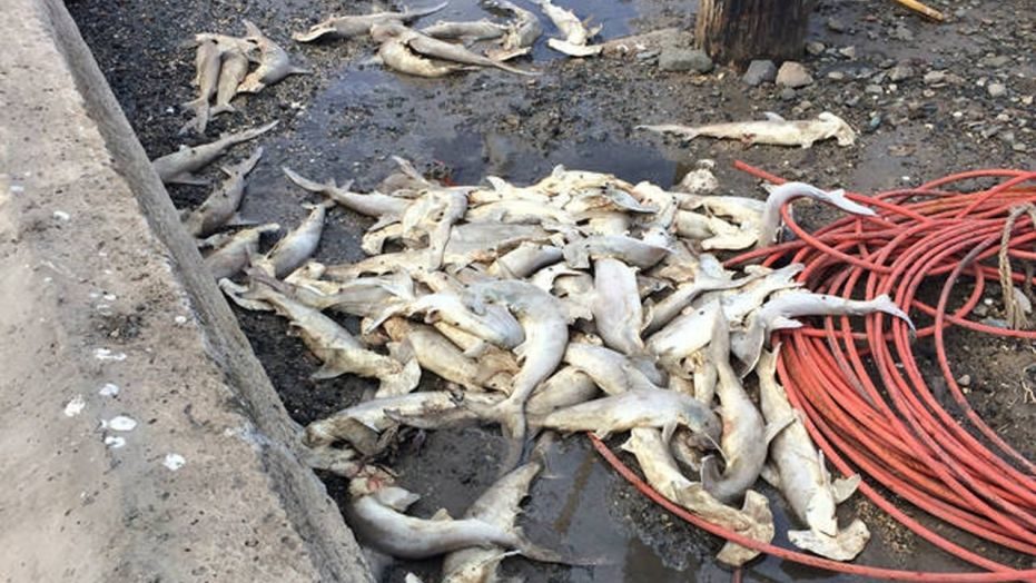 Dead baby hammerheads in Honolulu