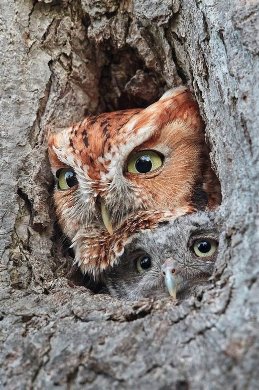 Click to enlarge Eastern Screech Owls