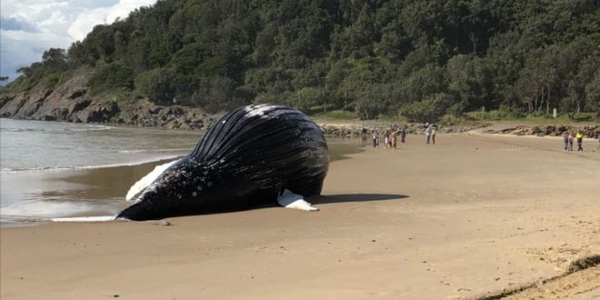 The dead humpback was spotted by fisherman last night.