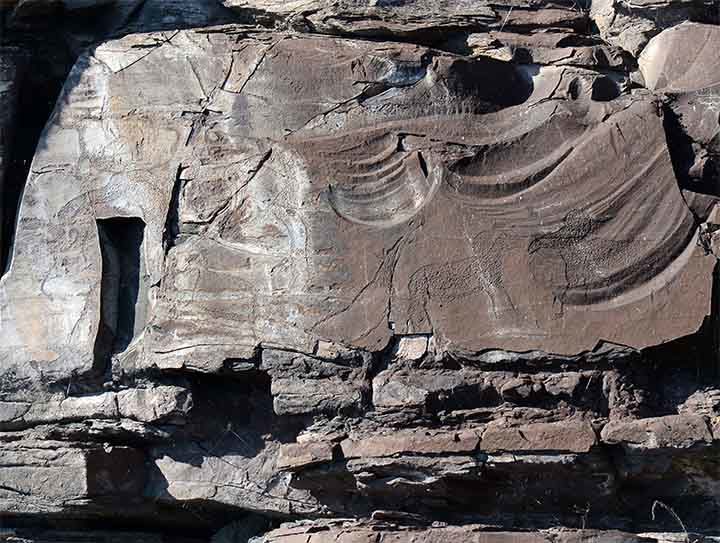 Click to enlarge The image of the wild sheep squaring up is seen as unique.